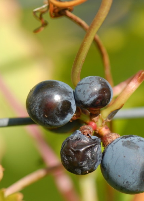 Cabernet Sauvignon ANT 1843